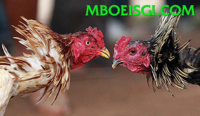 Đá Gà Trực Tiếp - Ưu đãi đặc biệt